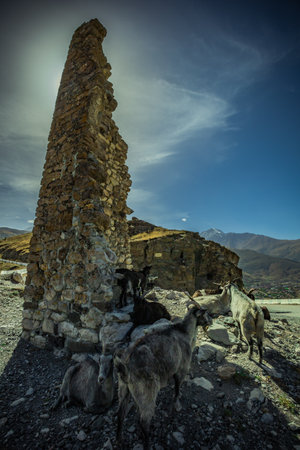 goats on the rocks in north ossetia.の写真素材