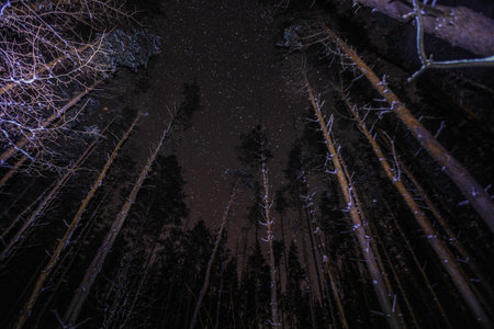 starry sky in winter in a pine forest.の写真素材
