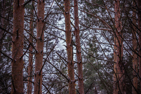 winter landscape in the countryside.の写真素材