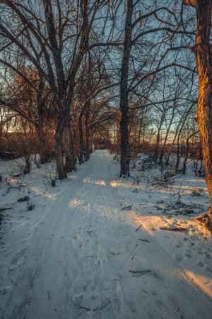 winter landscape in the countryside.の写真素材