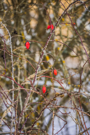 wild rose fruits in winter.の写真素材