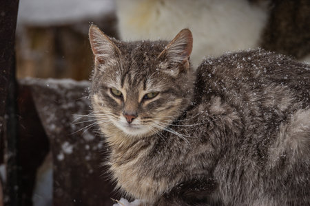 outdoor spring cats on a walk.の写真素材