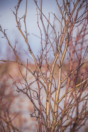 the long-awaited spring in the countryside.