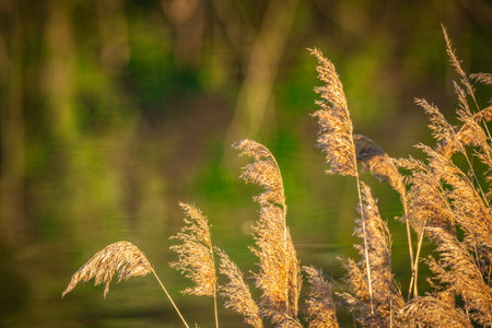landscape of summer wildlife in the countryside.