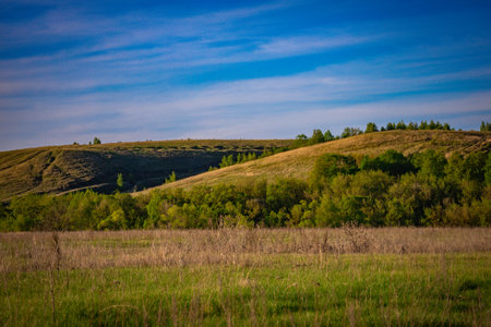 landscape of summer wildlife in the countryside.