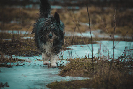 a street dog on a walk.の写真素材