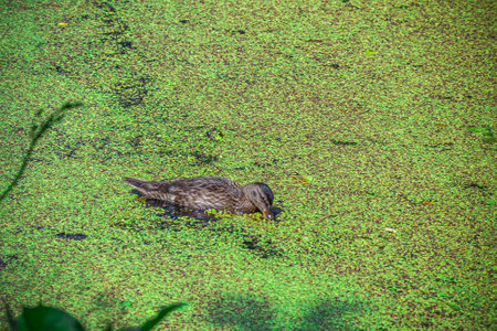 duck swims in the swamp.の写真素材