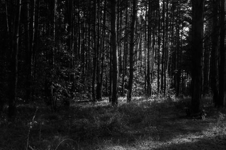 Black and white forest landscape.の写真素材