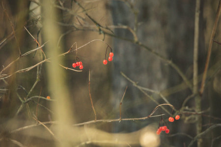 winter berries in the forest.