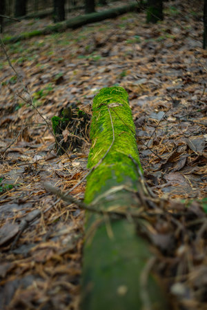 green moss on trees in the autumn forest.の写真素材