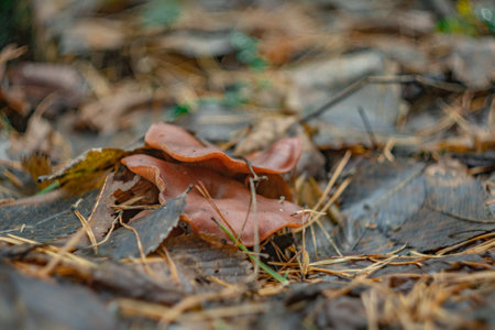 mushrooms in the autumn forest.の写真素材