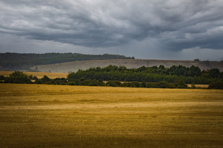 autumn forest in cloudy weather.