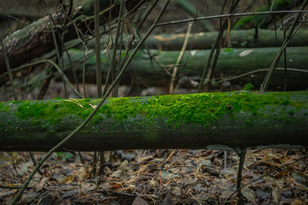 green moss on trees in the autumn forest.の写真素材