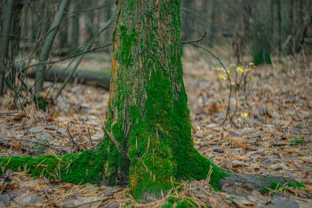 green moss on trees in the autumn forest.の写真素材