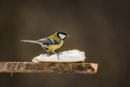 bird titmouse in winter feeding fat from the feeder.の写真素材