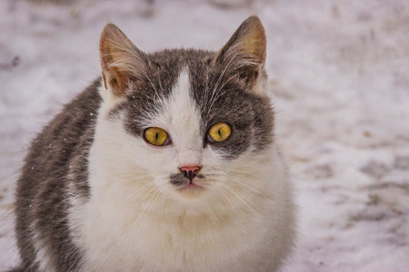 a beautiful outdoor cat in winter on the street.