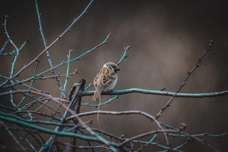 A sparrow is sitting on a branch.の写真素材