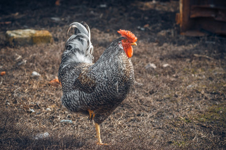 A village cockerel walks on the street.