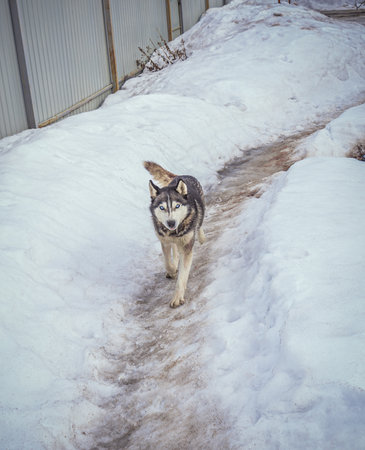 a village dog of the Siberian Husky breed.