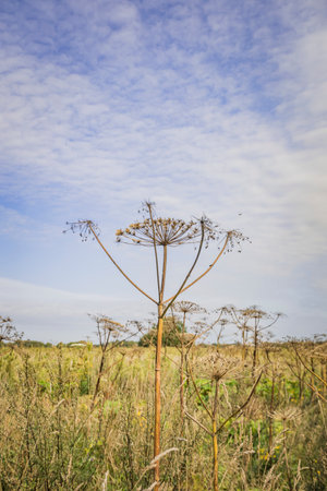 thickets in the Kaliningrad region.の写真素材