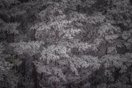 frosty morning and hoarfrost outside the city.の写真素材