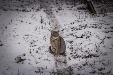 a cat on a walk in the snow.の写真素材