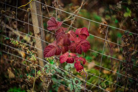 red raspberry leaves in autumn.