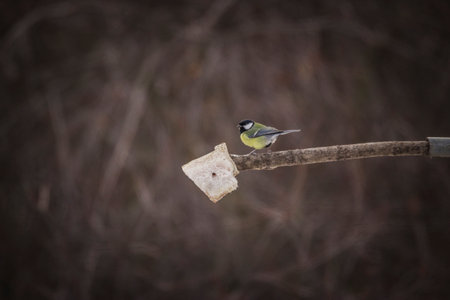 A titmouse bird eats in the cold.の写真素材