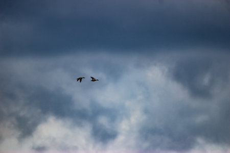 Ducks in flight.