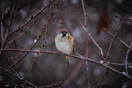 the sparrow bird in the winter season.の写真素材