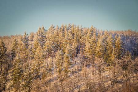 winter forest landscape in the wild.の写真素材