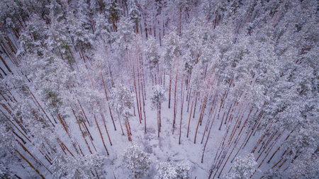 winter forest landscape in the wild.