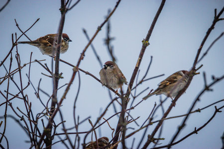 the sparrow bird in the winter season.の写真素材