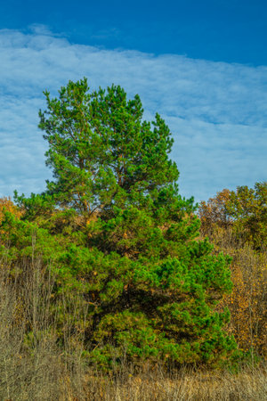 warm autumn in rural areas.の写真素材