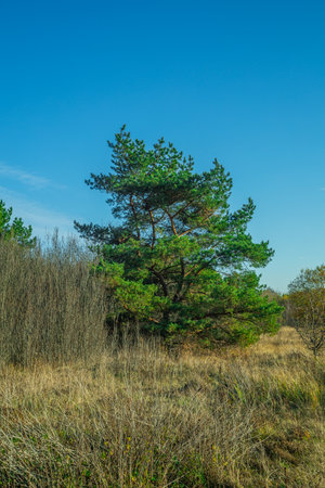 warm autumn in rural areas.の写真素材