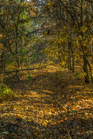 warm autumn in rural areas.の写真素材
