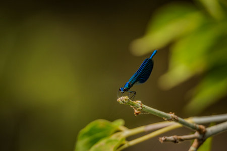 A dragonfly is sitting on a branch.の写真素材