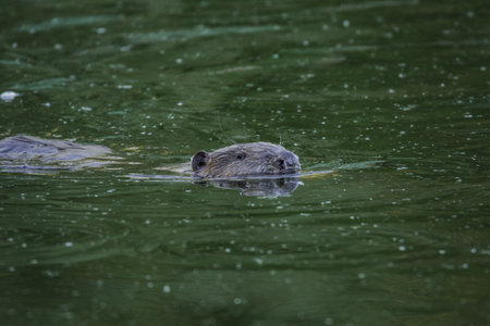 beaver swims across the river.の写真素材