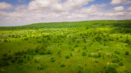 aero landscape of a green summer forest.の写真素材
