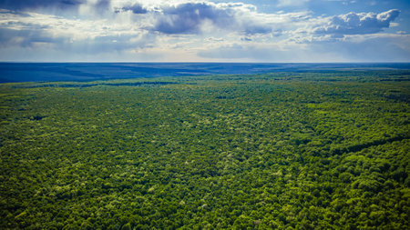 aero landscape of a green summer forest.360