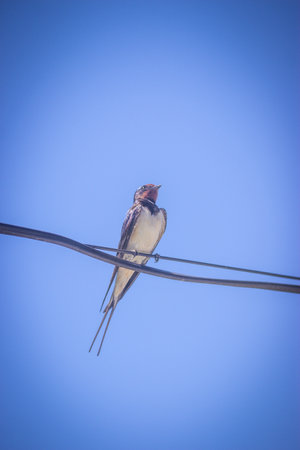 The swallow is sitting on the wires.の写真素材