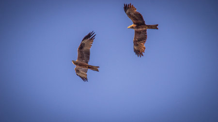 A hawk soars in the sky.の写真素材