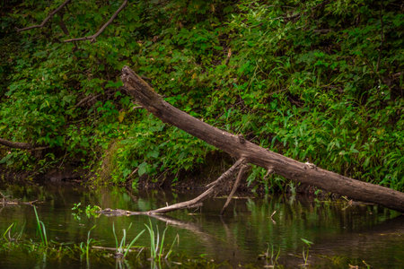 A river in the wild in summer.の写真素材