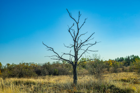 An old dry tree in the wild.の写真素材