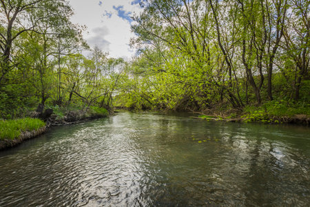 Spring river in the wild.の写真素材
