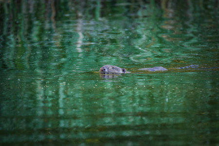 beaver swims across the river.