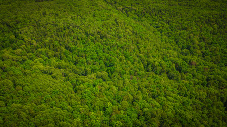 aero landscape of a green summer forest.