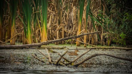 Wild Duck Swimming Alone In Swamp In Wild.