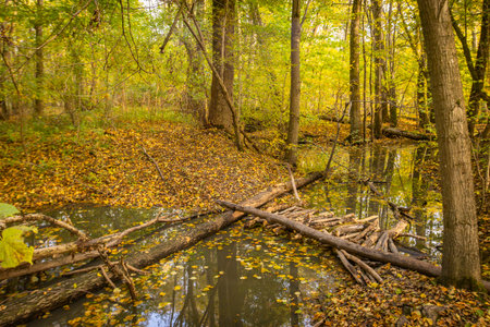 Swamp in autumn in East Prussia.の写真素材