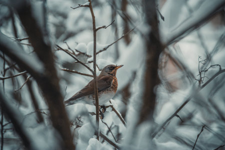A mountain ash thrush in a frosty winter forest.